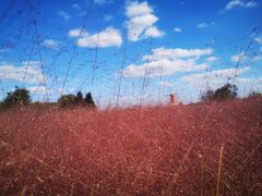 -羊亭河湿地公园