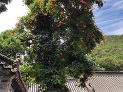 -青岛崂山太清宫