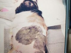 -美联众合宠物医院·爱萌分院·内外科·猫科中心