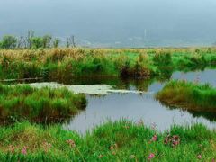 -腾冲北海湿地