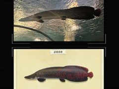 -上海海洋水族馆