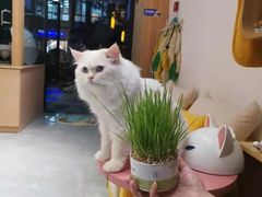 -山宅一喵德文卷毛猫舍
