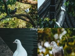 -西园寺
