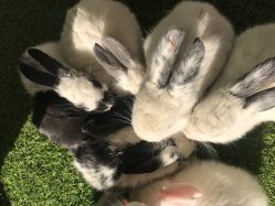 -萌宠亲子动物乐园(槐房万达店)