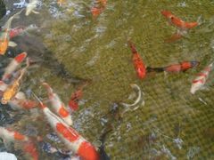 -武清南湖绿博园