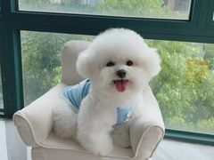 -翊宠yipet猫狗购宠庄园犬舍•猫舍