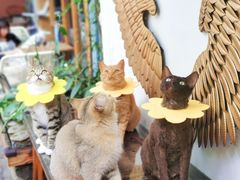 -喵屿·大理花园猫咖