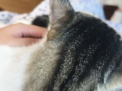 -鸣鹤古镇