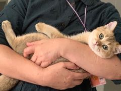 -翊宠yipet猫狗购宠庄园犬舍•猫舍