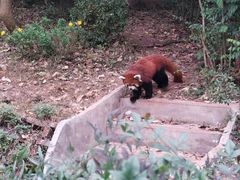 -成都大熊猫繁育研究基地