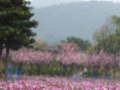-天适樱花悠乐园