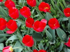 -洛阳郁金香牡丹园