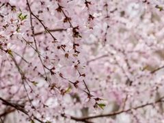 -桃花堤公园