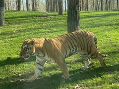 -北京野生动物园