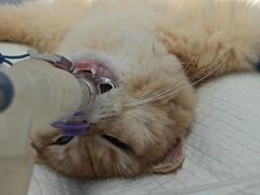-美美宠物诊疗中心·异宠·骨科(滨江东信分院)