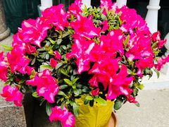 -上海安亭别墅花园酒店