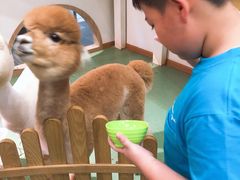 -藦茜花园宠物主题亲子互动体验馆(国顺东路店)
