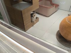 -1013 PET SHOP精品宠物商店(丁香店)