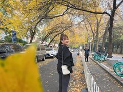 -三里屯东五街银杏大道
