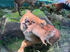 -国家自然博物馆