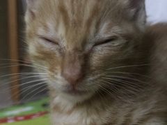 -安安宠医宠物医院·异宠·犬猫内科(岳阳分院)