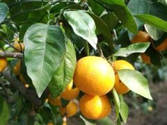 -前小桔亲子创意农场·草莓采摘·露营烧烤