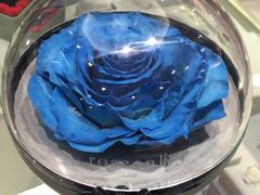 -ROSEONLY诺誓(磐基中心店)