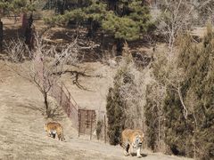 -沈阳森林动物园