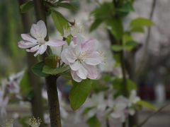 -海棠花溪(元大都城垣遗址公园)