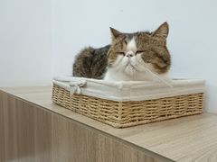 -瞄一喵猫咖(格力海岸店)