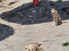 -西霞口神雕山野生动物世界