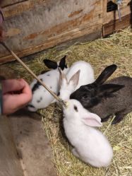 -酷嗒动物文化乐园(cutezoo西溪乐天城店)