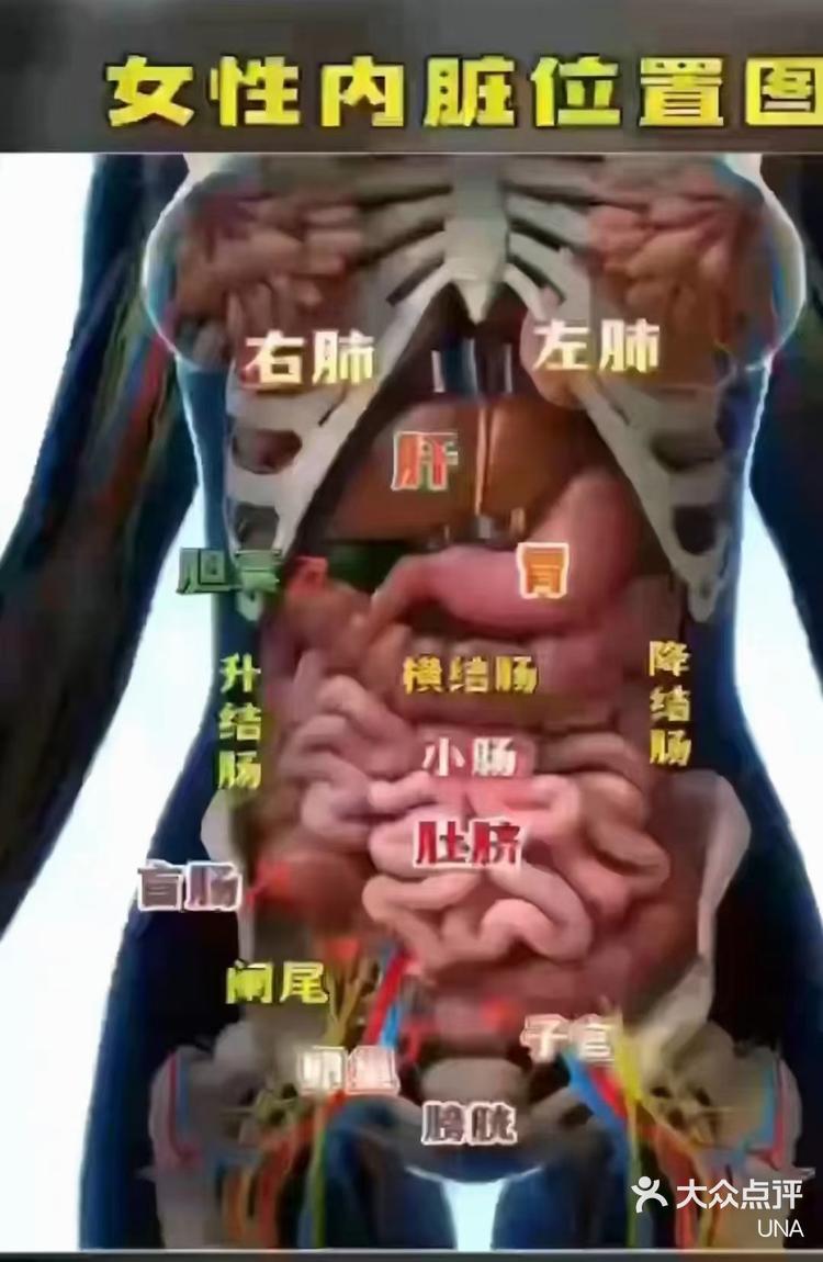 大肠和小肠的位置图图片