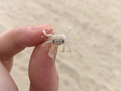 -三亚海棠湾万丽度假酒店