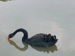 -鹅湖玫瑰文化园
