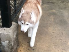 -TrueLove @ Neverland (Husky Cafe)