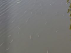 -重庆彩云湖湿地公园