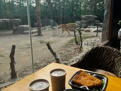 -上海野生动物园老虎餐厅