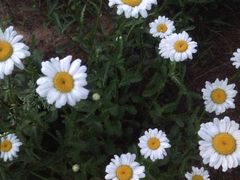 -临汾涝洰河生态公园