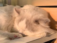 -瞄一喵猫咖(格力海岸店)