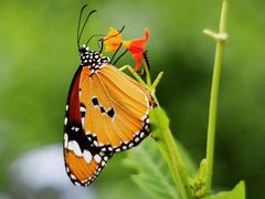 -真地道京味府·鲜橙烤鸭·北京菜(朝外大街东大桥店)