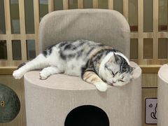 -猫和宫(六道口店)