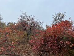 -北京西山国家森林公园