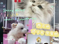 -翊宠yipet猫狗购宠庄园犬舍•猫舍