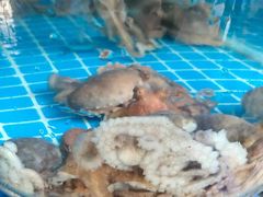 -云南巷海鲜大咖·可加工海鲜