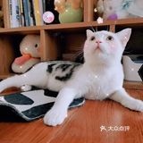 呼和浩特｜小巷里的猫客厅