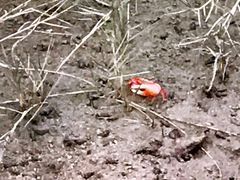 -北海金海湾红树林生态旅游区