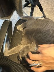 -飛凡TATTOO纹身•原创