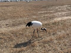 -盐城丹顶鹤湿地生态旅游区