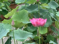-莲花池公园